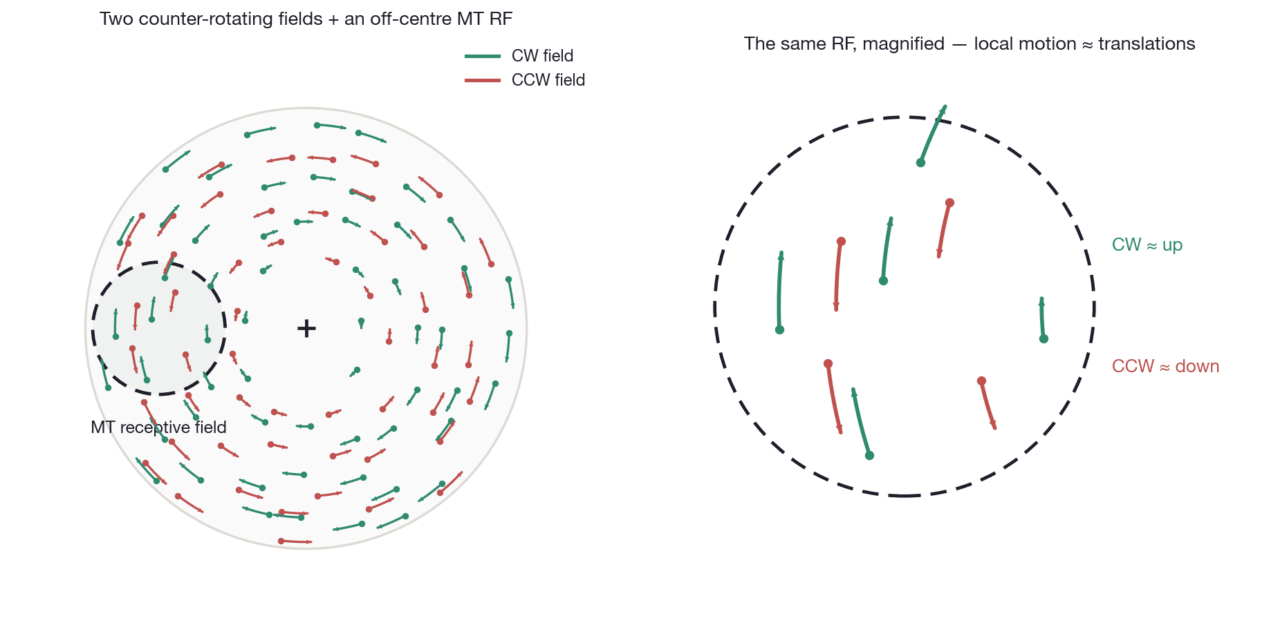 Two counter-rotating dot fields with an off-center MT receptive field; within it the rotations are locally approximate translations (clockwise up, counter-clockwise down)